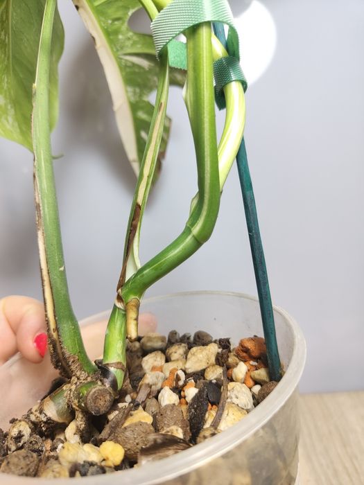 Monstera Variegata ukorzeniona cała