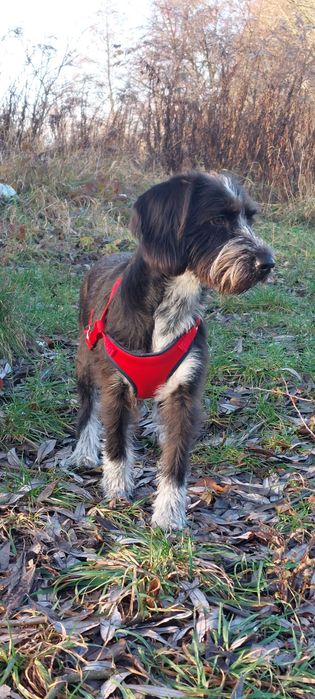 Oddam Roxi w dobre ręce