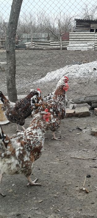 Інкубаційні яйця Лівенська