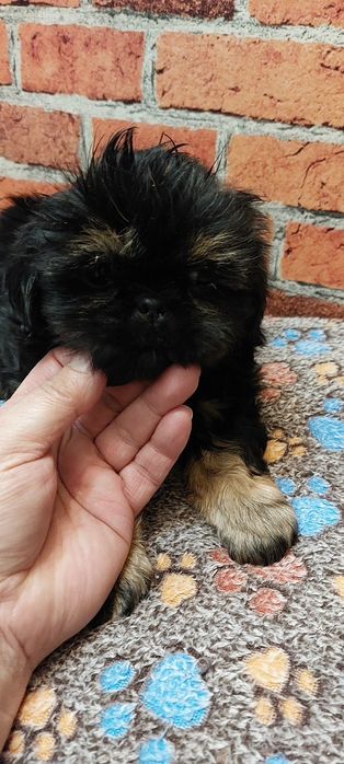 Shih-tzu  chlopak