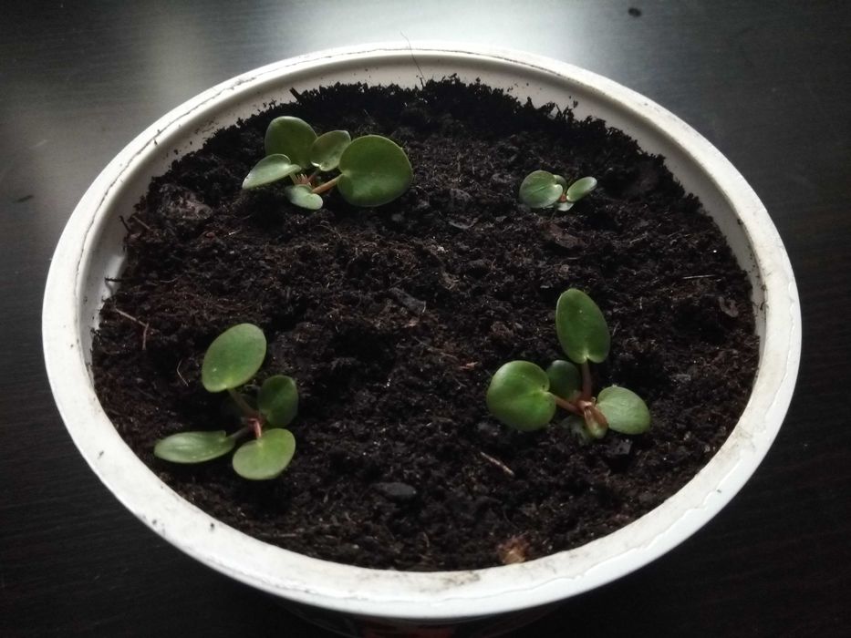 Pilea, tzw. pieniążek, roślina ozdobna, sadzonki