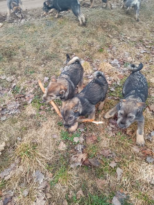 Oddam wesołe Pieski w dobre ręce