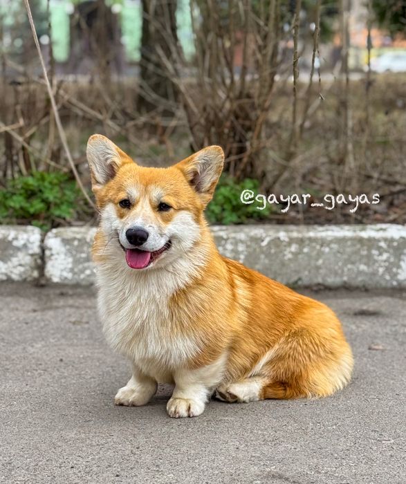 Просто Цар  коргі пемброк