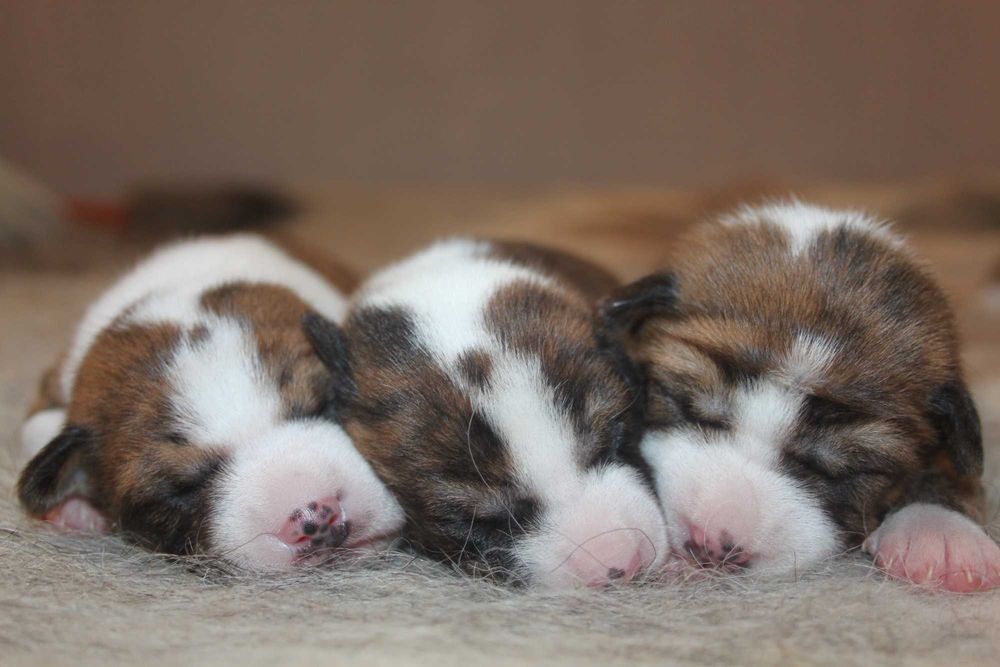 Цуценята басенджі для тебе.