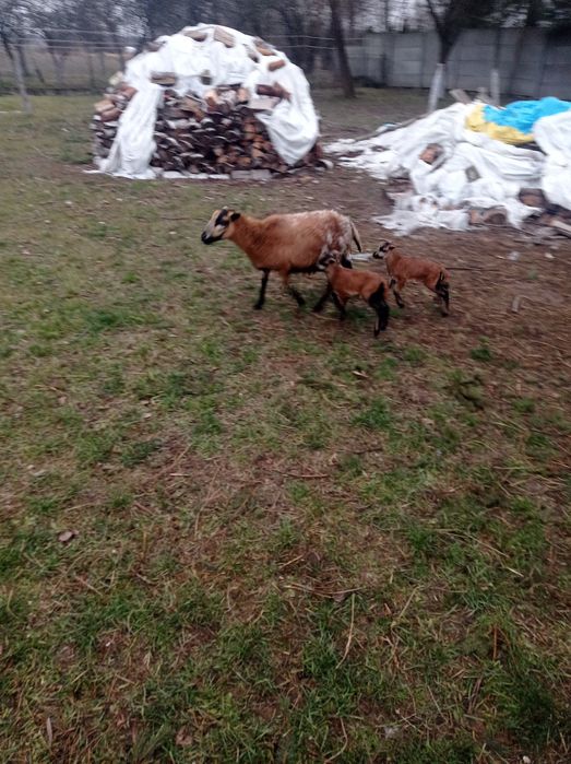 Sprzedam sprzedam sprzedam...