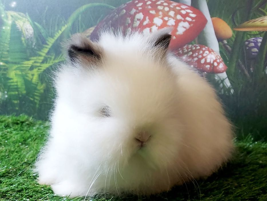 Karzełek Fluffy Teddy najmniejsze domowe