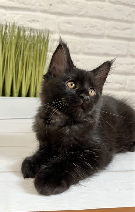 Кошеня Мейн кун хлопчик