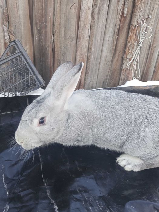 Продам кролів...