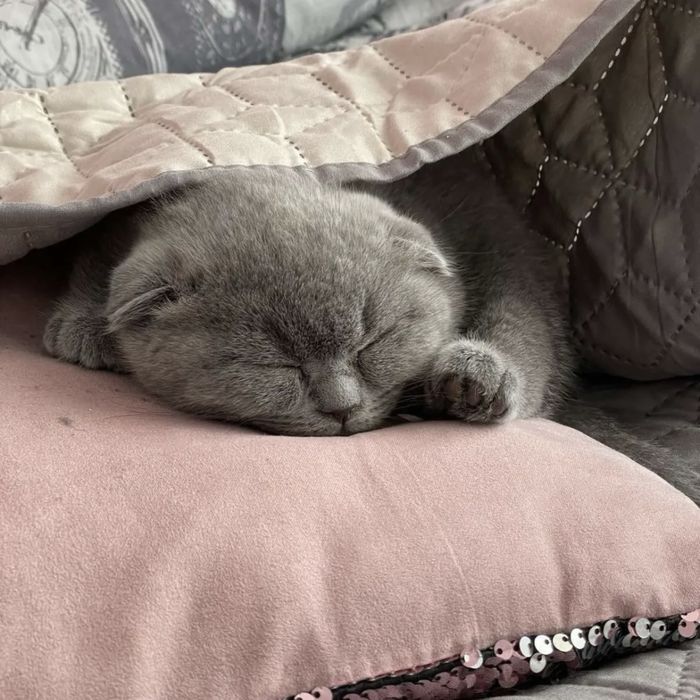 Шотландськькі кошенята