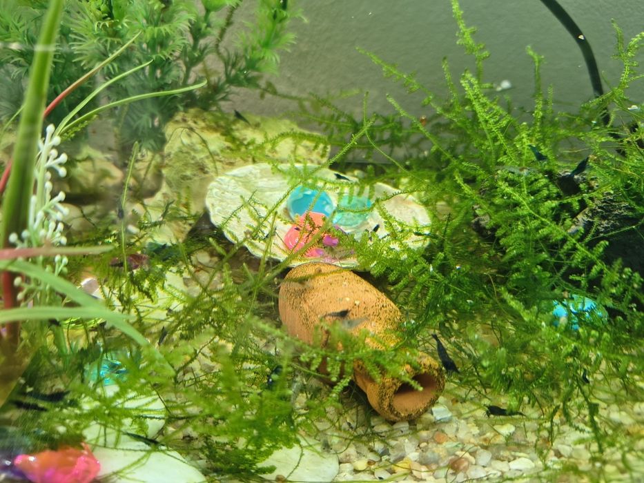 Troco camarões e caracóis de aquário por peixes