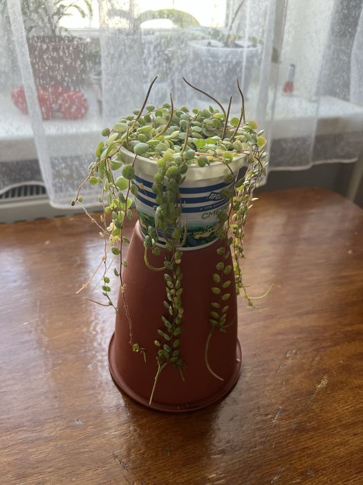 Пеперомія прострата