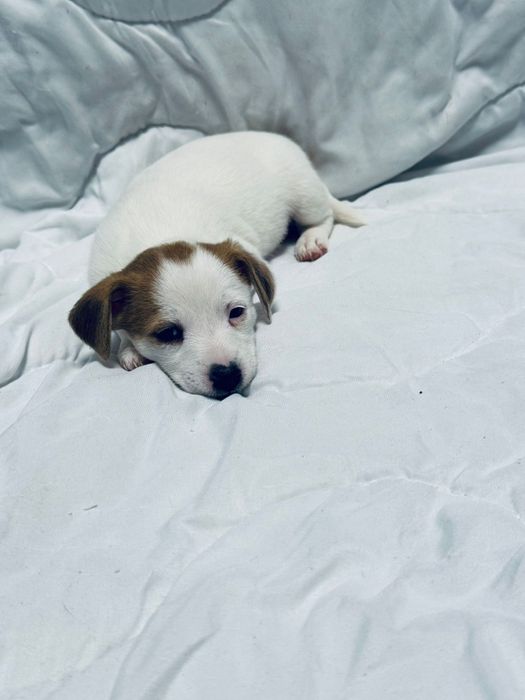 Suczki Jack Russell terrier