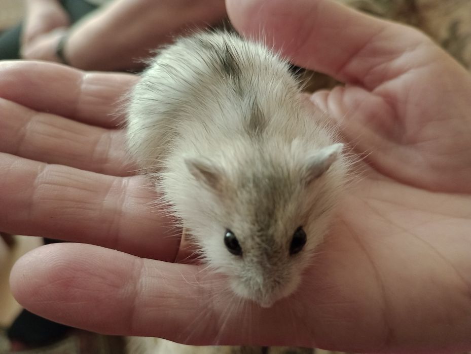 Продам хом'ячат джунгариків