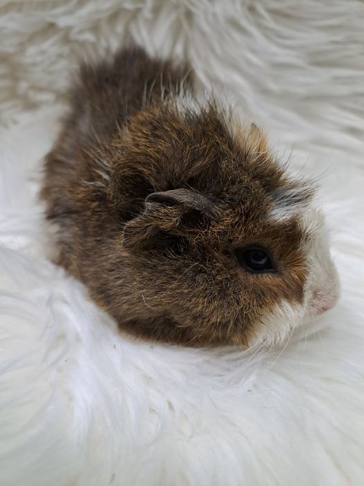 Świnka morska świnki morskie