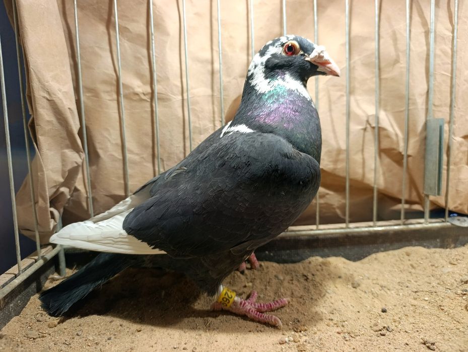 Samica pocztowa staropolska 2024 czarna