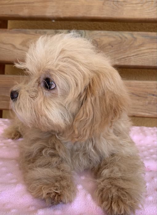 Мальтіпу подарунок на 8 березня