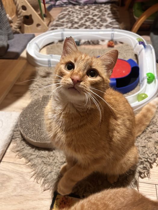 Rzadkość! Ruda koteczka szuka domu