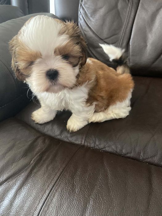 Piesek shih tzu tricolor
