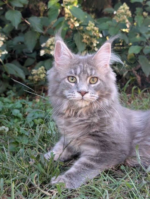 Niebieska klasycznie pręgowana kotka Maine Coon. Zapraszamy