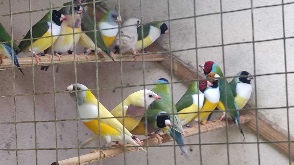 Diamantes gould aves de boa linhagens