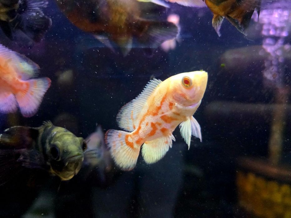 Pielęgnica pawiooka red Oscar albino (red tiger albino)