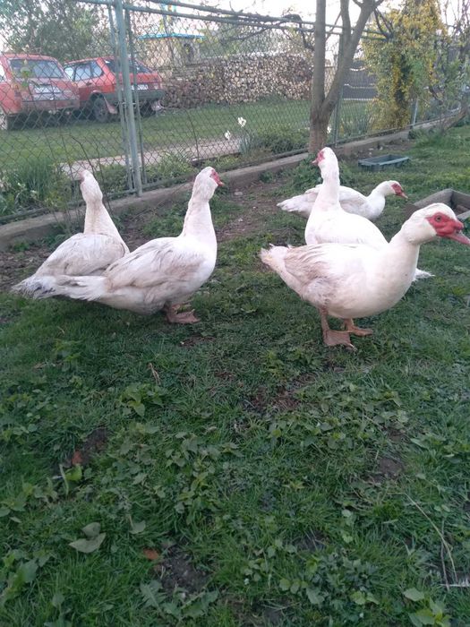 Продам качурів шипунів.