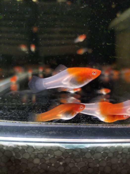 Mieczyk koi standard młode