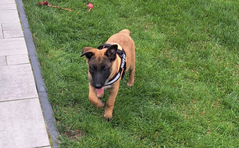 Owczarek belgijski Malinois piesek