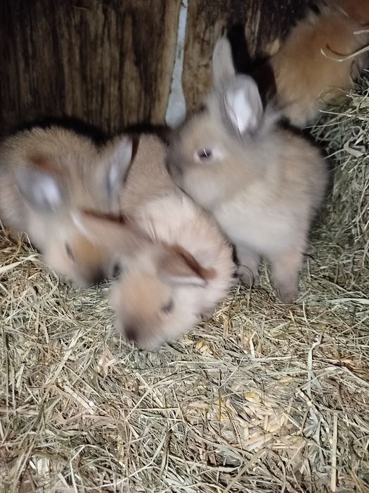 Króliki miniaturki