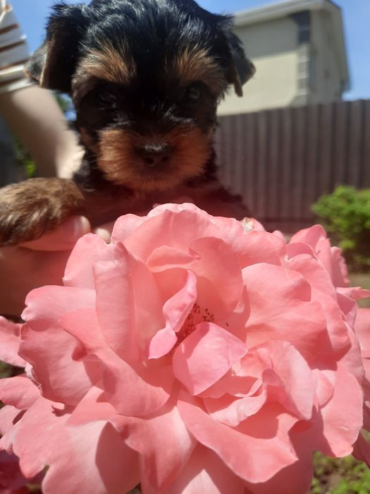 Милые девчата йорка