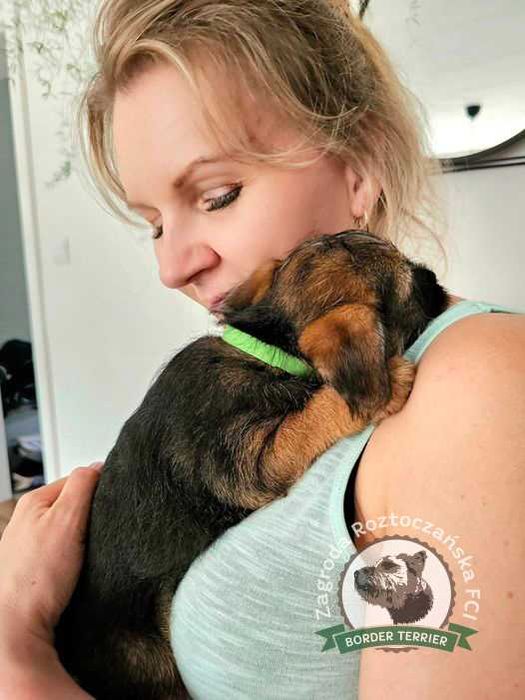 Border Terrier FCI, ZKwP - REZERWACJA - hodowla z miłością!