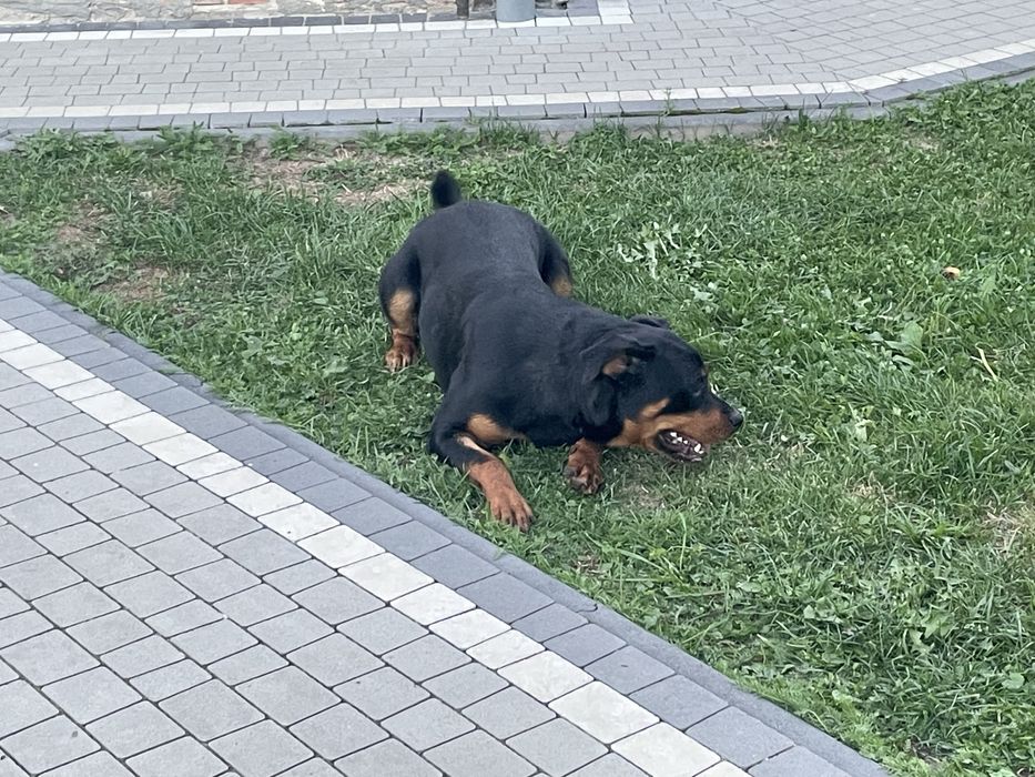 Ротвейлер чистокровний