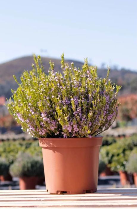 Projetos e Execução de Espaços Verdes