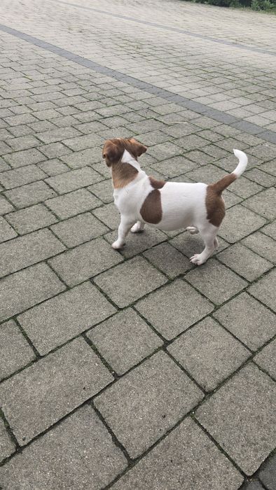 Piesek szczenie Jack Russell