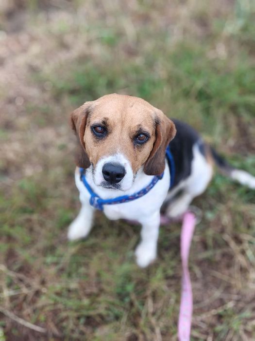 Daisy niezwykla sunia w typie beagla czeka na adopcje!