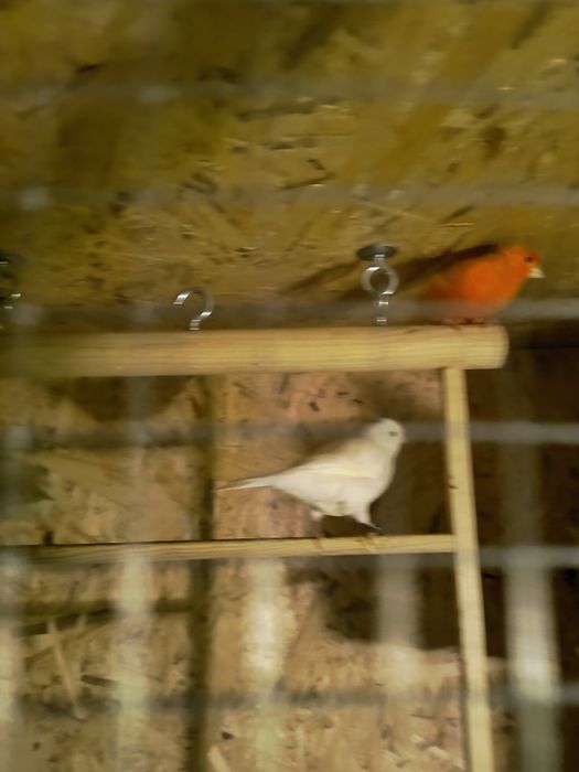 Kanarek biały samiec.