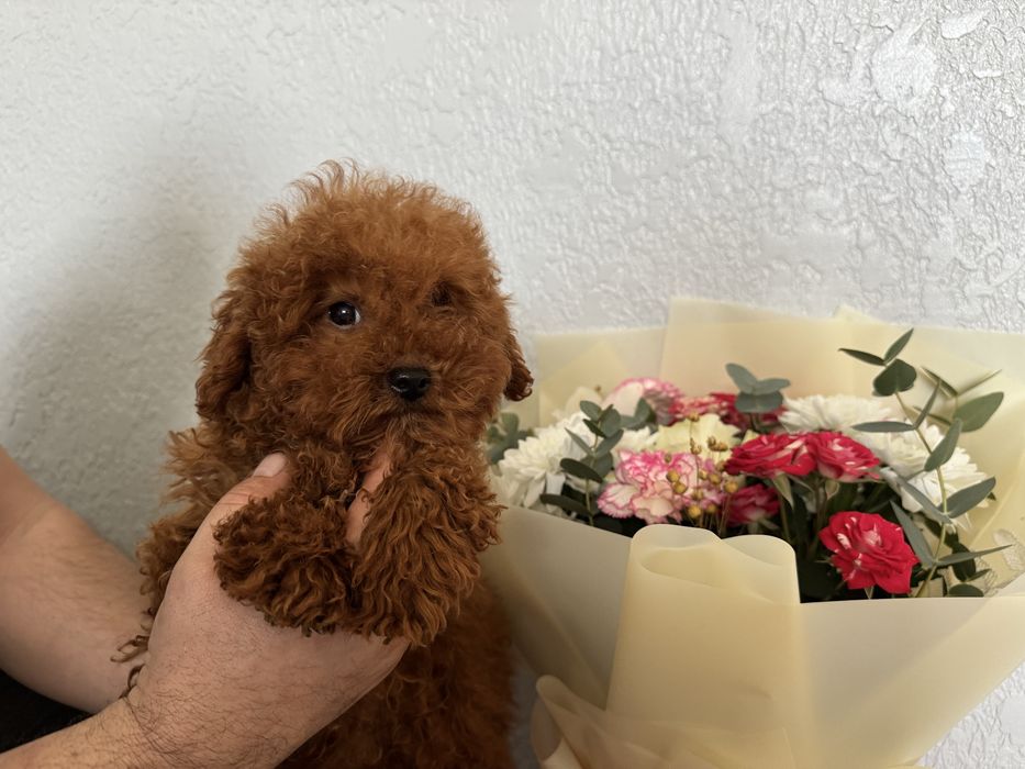 Цуценята Той Пуделя — Різні Окраси. Бронювання та Продаж