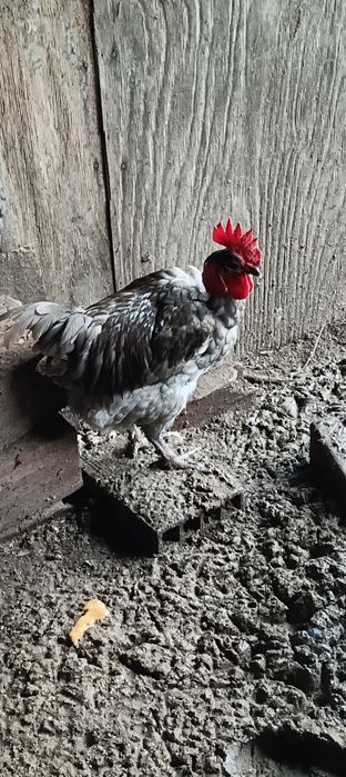 Galinhas Poedeiras e Galo