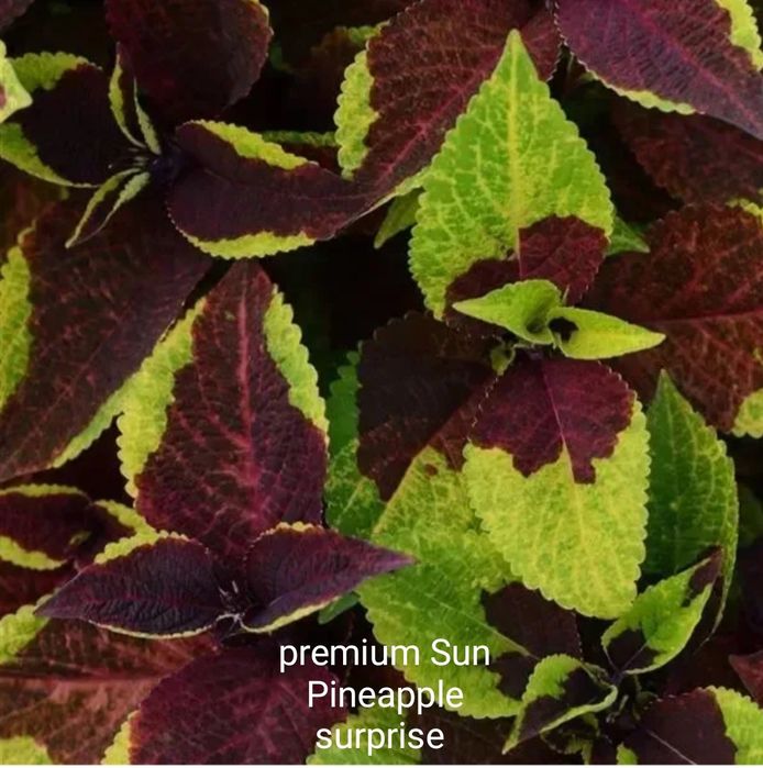 Колеуси сортові підрощені