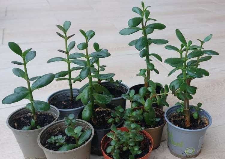 OKAZJA Drzewko Szczęścia Grubosz Crassula ovata