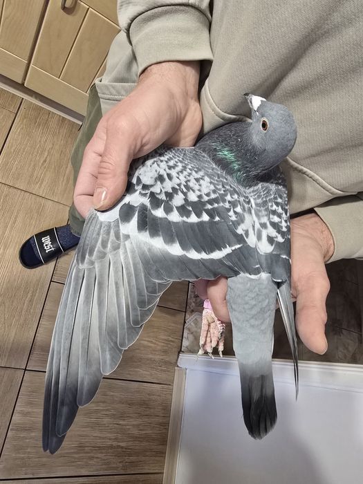 Gołębie pocztowe 72