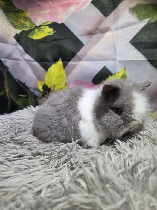 Karzełek Teddy Mini z Metryka