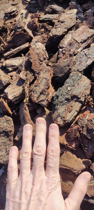 Kora sosnowa Promocja wiosenna