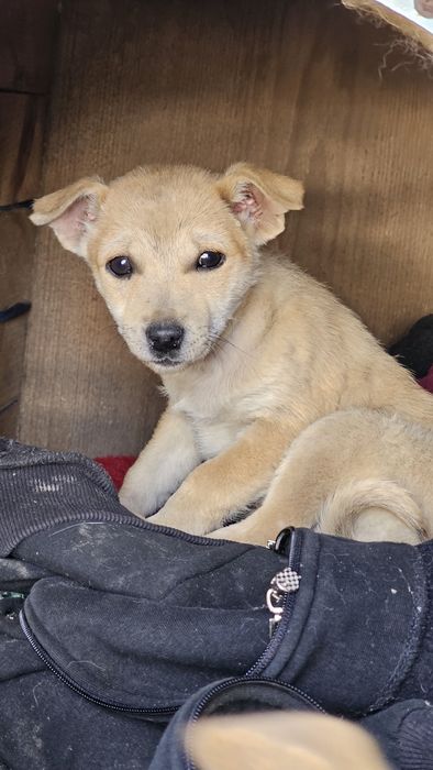 Маленькі Гарненькі цуценята в добрі руки