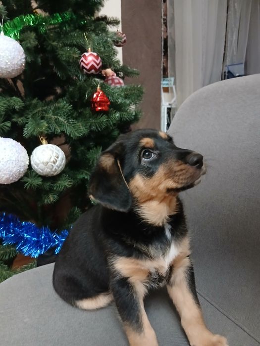 Віддам у добрі руки собачку(дівчинка 3міс)