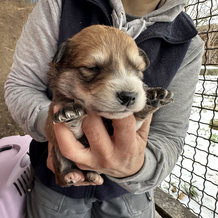 Малеча шукаю дім