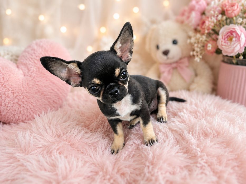 Mini suczka chihuahua 11 tyg
