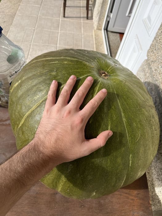 Abóbora gigante +-35kg