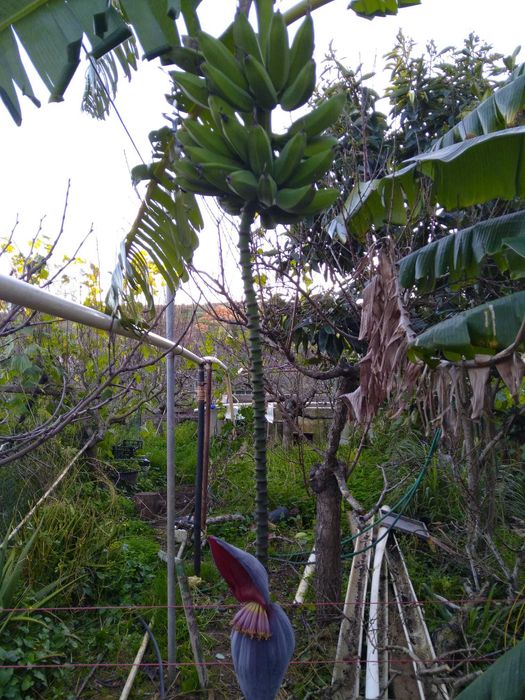 Bananeiras da Madeira e bananas-pão