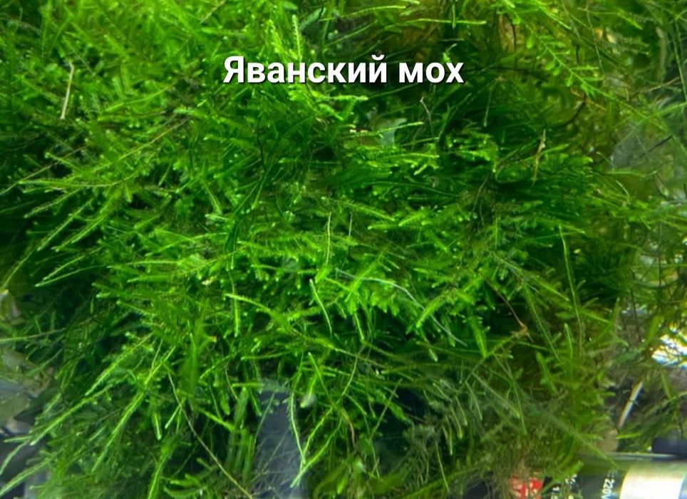 Аквариумные рыбки